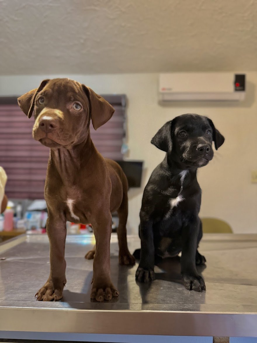 Cachorros en consulta